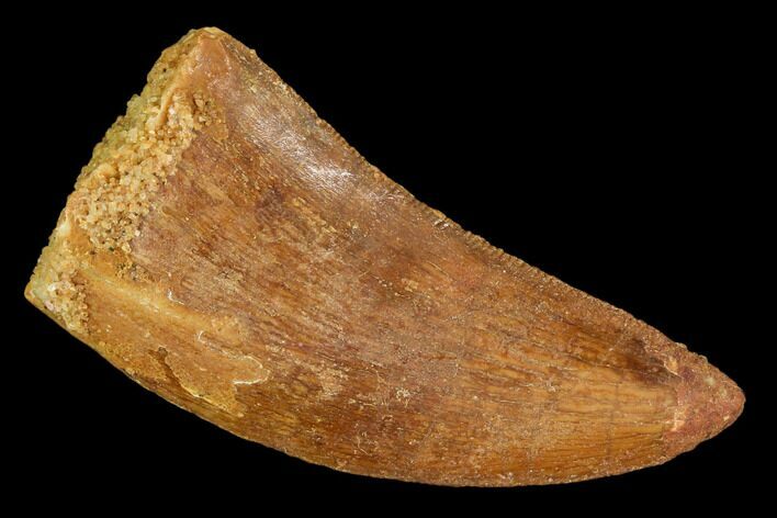 Carcharodontosaurus Tooth - Real Dinosaur Tooth #110420